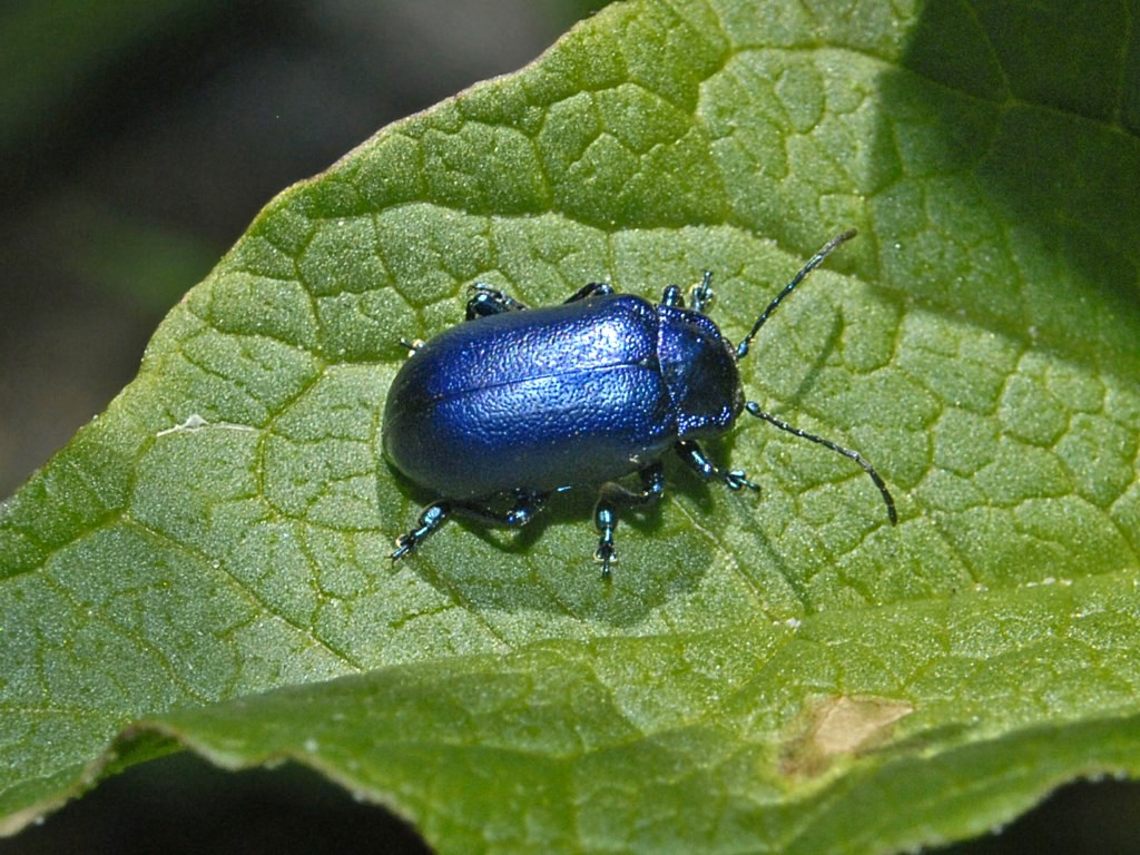 Un bel coleottero blu: Oreina sp. (Chrysomelidae)